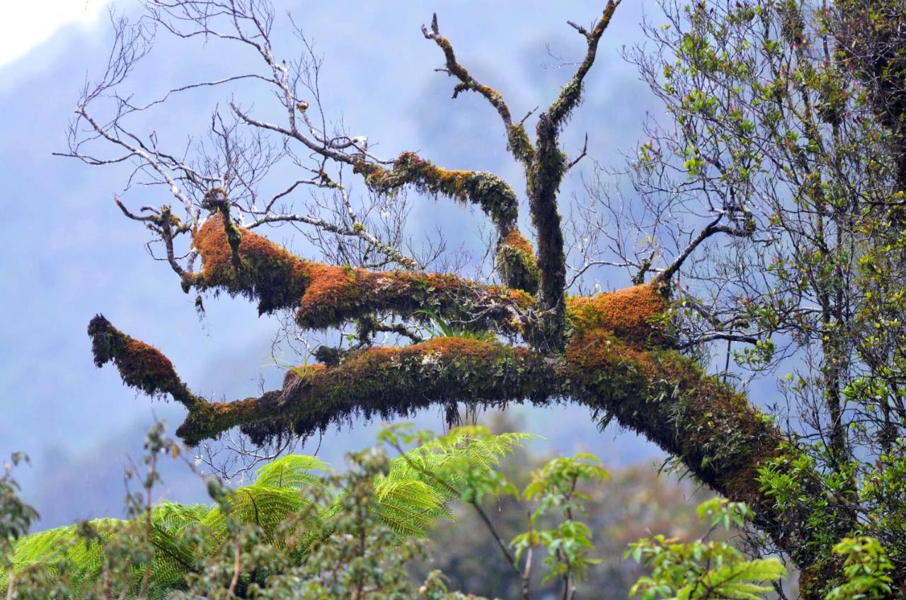 Rainforest Deluxe Franz Josef Ngoại thất bức ảnh
